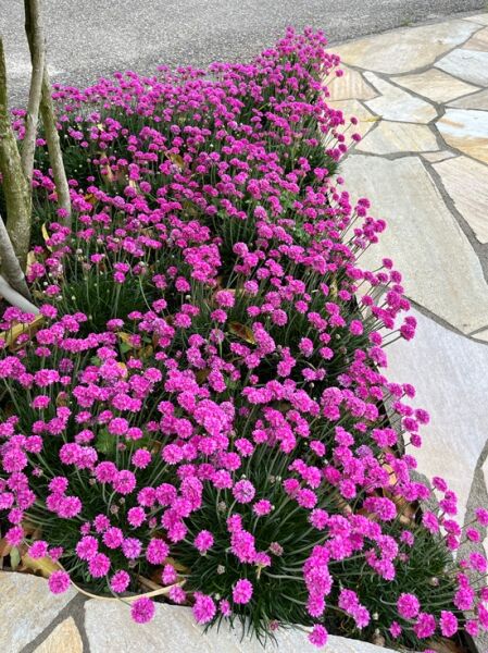 Grasnelke Armeria maritima „Düsseldorfer Stolz“ mit vielen kräftig pinken Blütenkugeln und schmalen, grasartigen Blättern.