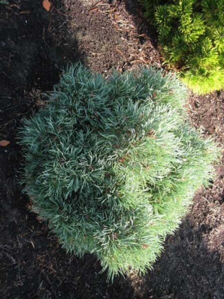 Pinus sylvestris 'Frensham' / Wald-Kiefer 'Frensham', kompakt wachsender Nadelstrauch mit blaugrünen Nadeln, 50-60 cm m. B.