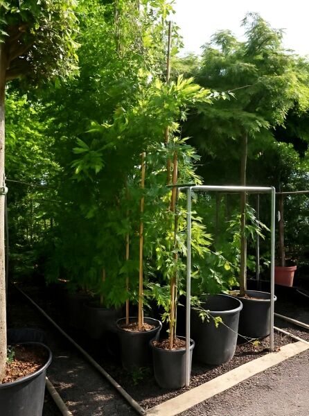 Wisteria sinensis 'Prematura' / Chinesischer Blauregen 'Prematura', Kletterpflanze 350–400 cm im Container C25 mit Rankstab.