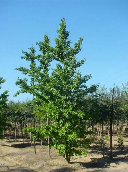 Ginkgo biloba (Ginkgobaum/Fächerblattbaum) Heister 20-25 StU m. Db., junger Baum mit grünem Laub im Freiland