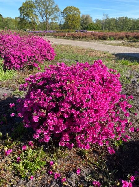 Japanische Azalee 'Amoena' (Rhododendron obtusum 'Amoena'), 80 cm breit x 45 cm hoch, blühender Strauch mit pinken Blüten