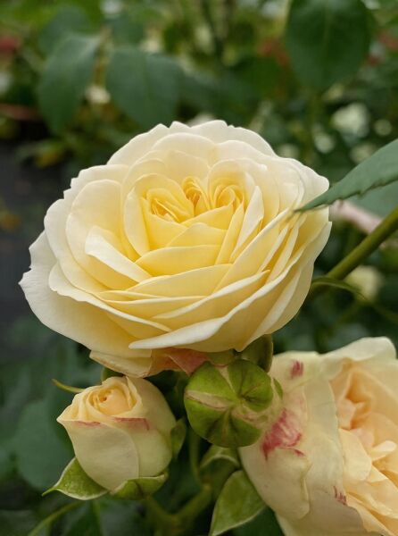 Strauchrose Rosa 'Friedenslicht' mit cremegelber, gefüllter Blüte und Knospen am grünen Stiel mit Blättern.