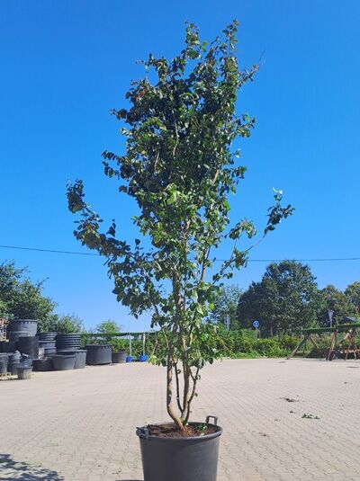 Eisenholzbaum / Parrotie 350 - 400 cm mehrstämmig / Parrotia persica (1577120)