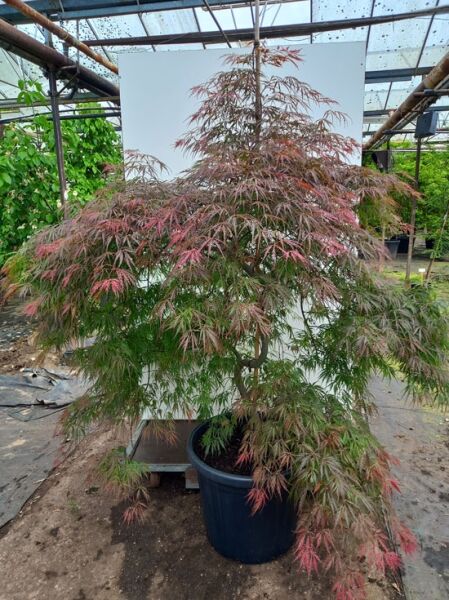 Fächer-Ahorn Acer palmatum 'Tamukeyama', 150-175 cm, C70, im Topf, rotgrünes fein geschlitztes Laub, überhängender Wuchs.