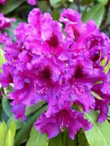 Rhododendron Hybride 'Azurro' / Rhododendron 'Azurro'