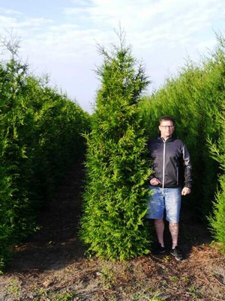 Thuja plicata 'Excelsa' / Lebensbaum 'Excelsa' 275-300 cm m. Db., Solitär, aufrecht wachsendes immergrünes Nadelgehölz