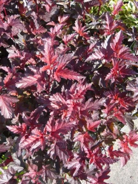 Schneeballblättrige Blasenspiere 'Andre' / Physocarpus opulifolius 'Andre'