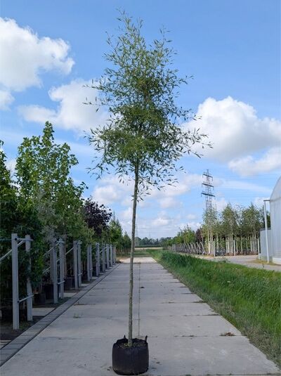 Bambus-Erle Hochstamm Alnus glutinosa 'Imperialis' 12-14 StU im Container, schlanker Stamm mit lockerer Krone und schmalen Blättern.