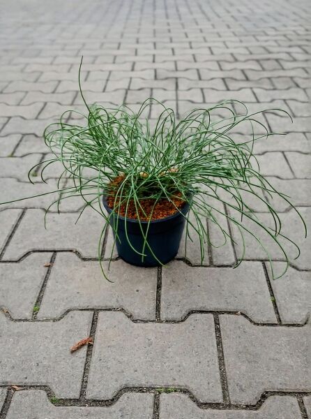 Genista lydia (Goldland-Ginster) 30–40 cm C2 im Topf, grünes nadelförmiges Laub, buschiger Wuchs.