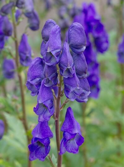 Herbst-Eisenhut 'Arendsii' - Aconitum carmichaelii 'Arendsii'