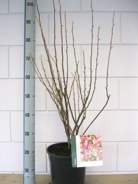 Blut-Johannisbeere 'King Edward VII' / Ribes sanguineum 'King Edward VII'