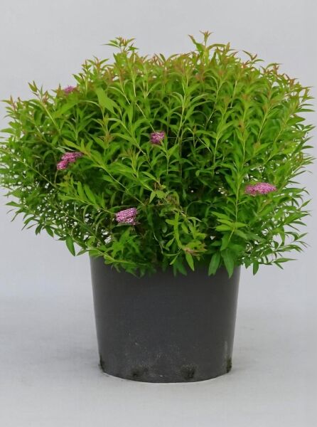 Spiraea japonica 'Anthony Waterer' / Rote Japan-Spiere 'Anthony Waterer', Sommerspiere im Topf, rosa Blüten, 60–80 cm, C20