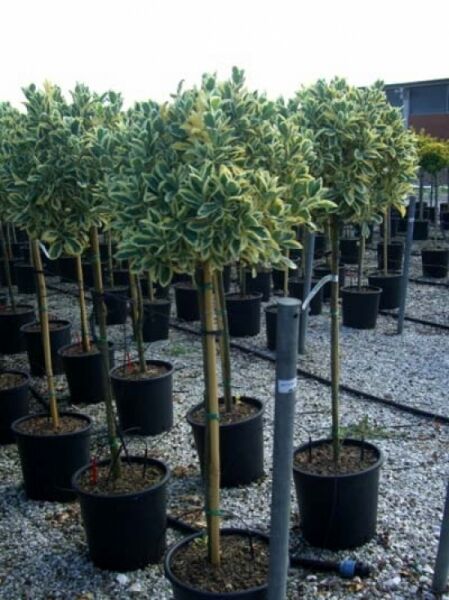 Euonymus japonicus 'Bravo' / Japanischer Spindelstrauch 'Bravo' als Hochstamm im Topf C25, rote und grüne Blätter, 80 cm Stamm