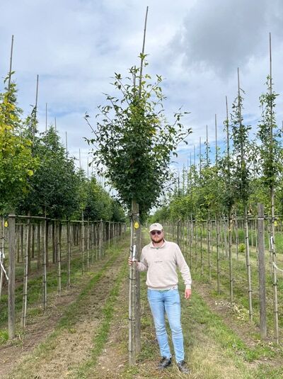 Laburnum watereri 'Vossii' / Edel-Goldregen Hochstamm 14-16 StU mit Drahtballen, aufrecht wachsender Stammbaum mit Krone und Laub