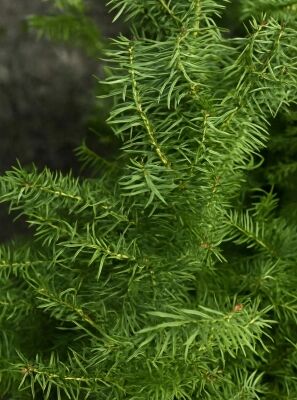 thuja baum fllen kosten Thuja occidentalis 'Smaragd' Konifere (Lebensbaum) | 140-160 cm mit  Wurzelballen