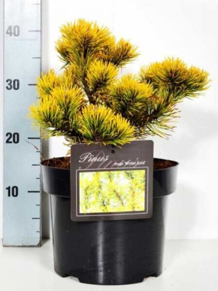 Pinus mugo 'Wintergold' / Wintergelbe Zwerg-Bergkiefer, gelbgrüne Nadeln im Topf, 20–30 cm breit, C4