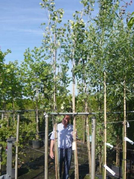 Populus tremula 'Erecta' (Säulen-Zitterpappel/Säulen-Espe) Hochstamm 10-12 StU, schlanker Baum im Container mit Stütze