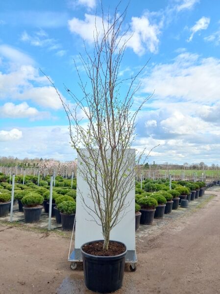 Parrotia persica 'Vanessa' / Eisenholzbaum 'Vanessa' 300-350 cm C130, mehrstämmiger Jungbaum im Container im Austrieb