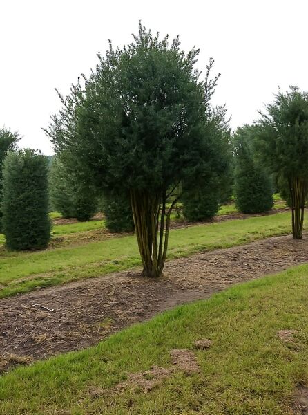 Taxus baccata mehrstämmig, Heimische Eibe als mehrstämmiger Nadelbaum mit dichtem immergrünem Laub und aufrechten Stämmen.