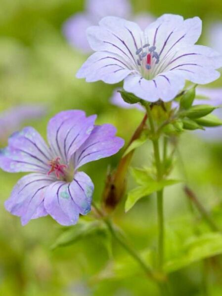 Pracht-Storchschnabel  / Geranium nodosum