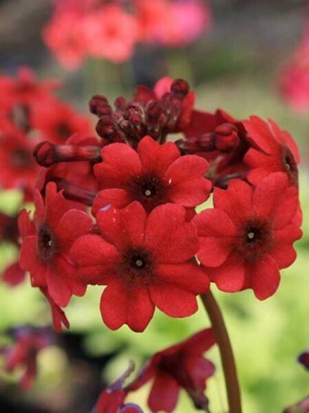 Garten-Etagen-Primel 'Miller's Crimson' / Primula japonica 'Miller's Crimson'