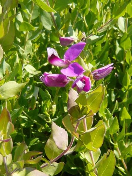 Myrten-Kreuzblume / Polygala myrtifolia