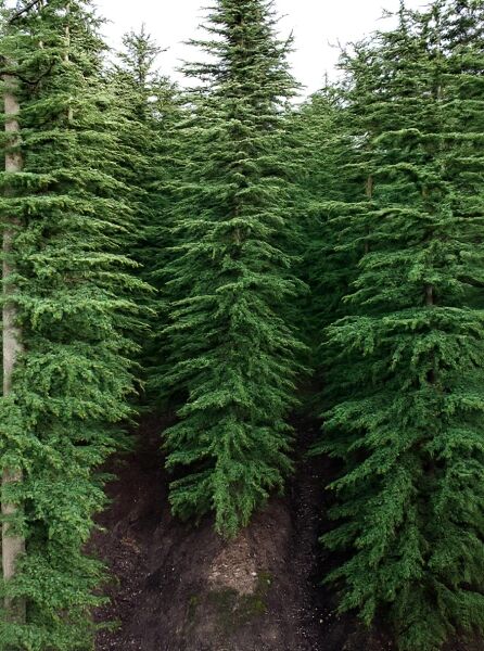 Zypern-Zeder 'Brevifolia' (Cedrus libani 'Brevifolia') 200-250 cm m. B., immergrüner Nadelbaum mit kegelförmigem Wuchs.