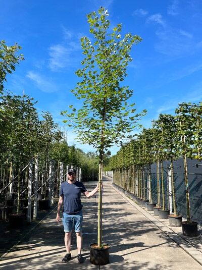 Acer freemanii 'Autumn Blaze' (Rot-Ahorn) Hochstamm 16-18 StU im Container, schlanker Stamm mit grüner Krone.