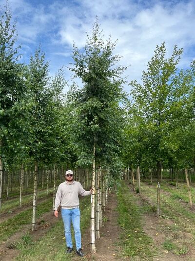 Sand-Birke (Betula pendula) Hochstamm 14-16 StU mit Drahtballen, schlanker Stamm mit grünem Laub im Feldanbau