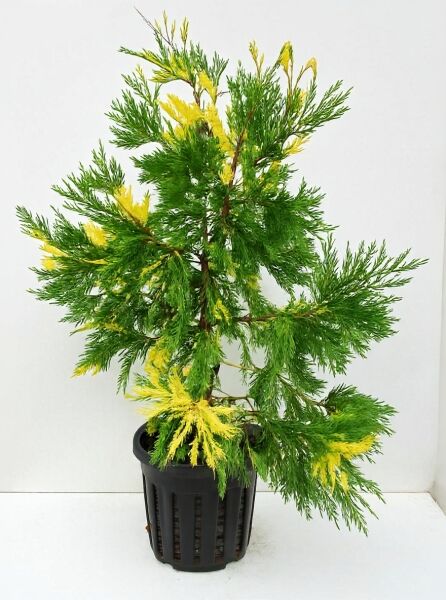 Goldgelbe Kalifornische Flusszeder (Calocedrus decurrens 'Aureovariegata') im Topf, grüne Zweige mit gelben Triebspitzen, 100-125 cm C20