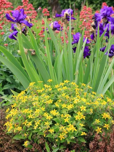 Chrysogonum virginianum (Goldkörbchen) als bodendeckender Bestand mit vielen kleinen gelben Blüten im Beet.