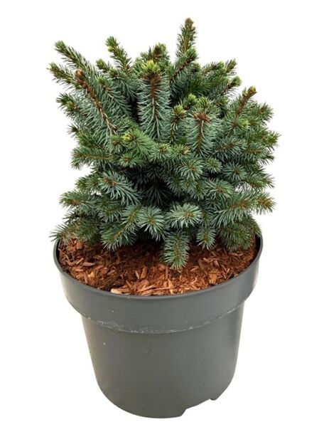 Zwerg-Sitka-Fichte 'Midget' / Picea sitchensis 'Midget'