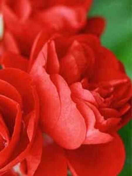 Bodendeckerrose 'Sorrento' / Rosa 'Sorrento ®'