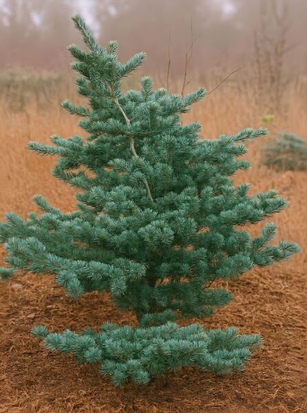 Pinus parviflora 'Tempelhof' / Mädchen-Kiefer 'Tempelhof', kompakter Nadelbaum mit blaugrünen Nadeln und verzweigtem Wuchs