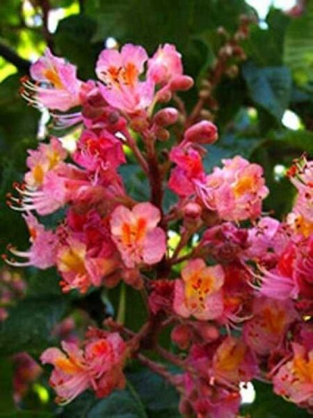 Rote Rosskastanie 'Plantierensis' / Aesculus carnea 'Plantierensis'