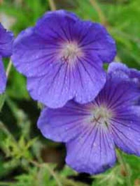 Blauer Storchschnabel 'Orion' / Geranium x pratense 'Orion'