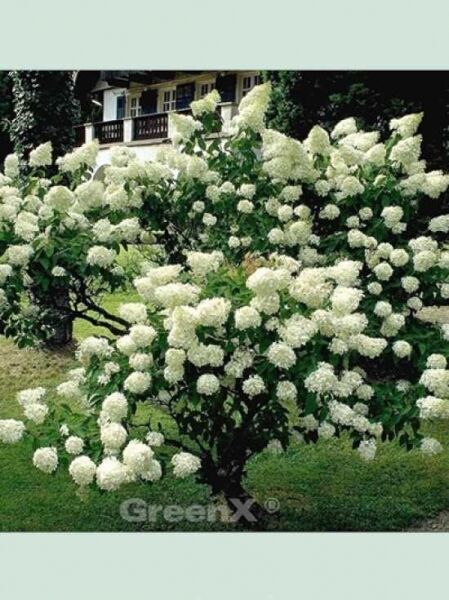 Hydrangea paniculata 'Grandiflora ®' / Rispen-Hortensie 'Grandiflora'