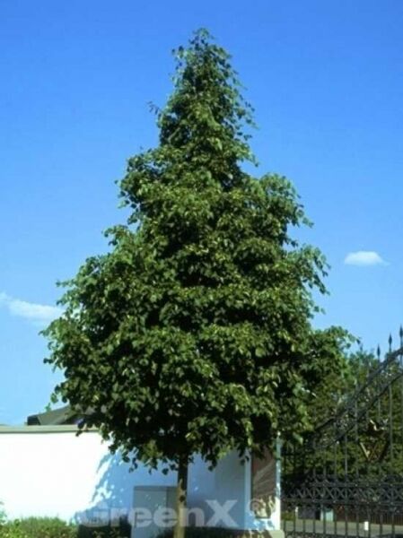Tilia europaea 'Pallida' / Kaiser-Linde