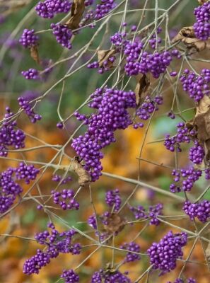 Liebesperlenstrauch / Schnfrucht - Callicarpa bodinieri giraldii