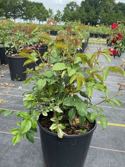 Englische Rose 'James L. Austin' (Rosa 'James L. Austin') im C5-Topf, buschiger Wuchs mit grünem Laub und roten Triebspitzen.