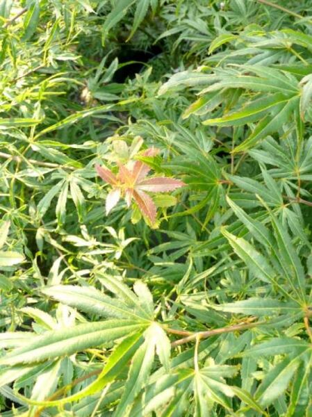 Japanischer Fächer-Ahorn 'Scolopendrifolium' / 'Shino buga oka' / Acer palmatum 'Scolopendrifolium' / 'Shino buga oka'