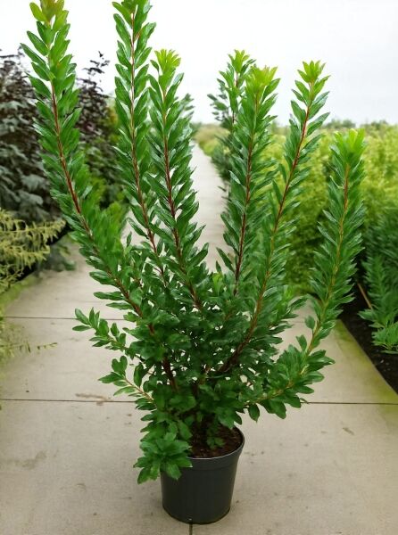 Westlicher Erdbeerbaum (Arbutus unedo) 100–125 cm, C20, mehrtriebige Pflanze im Topf mit glänzend grünen, lanzettlichen Blättern.