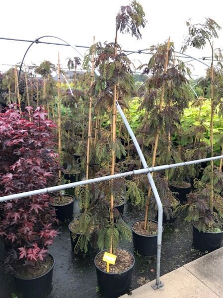 Seidenbaum Albizia julibrissin 'Chocolate Fountain' 150-175 cm C20 im Topf, aufgebunden am Stab, mit hängendem Blattwerk