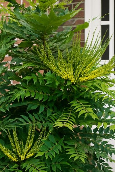 Japanische Mahonie / Japanische Mahonie