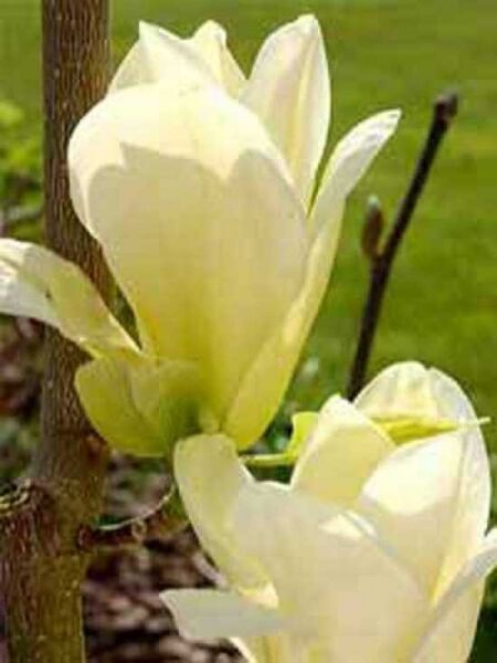Magnolie 'Elizabeth' / Magnolia brooklynensis 'Elizabeth'