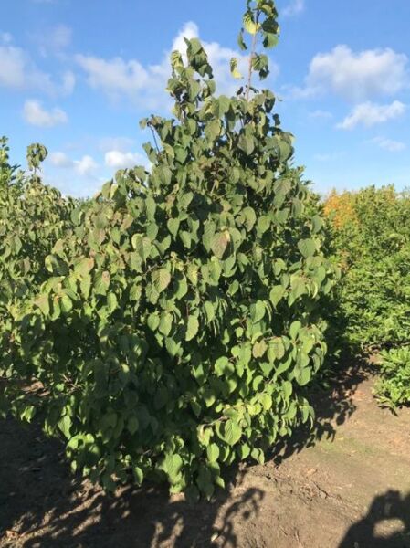 Taschentuchbaum / Aufwiedersehenbaum / Taubenbaum / Taschentuchbaum / Aufwiedersehenbaum / Taubenbaum
