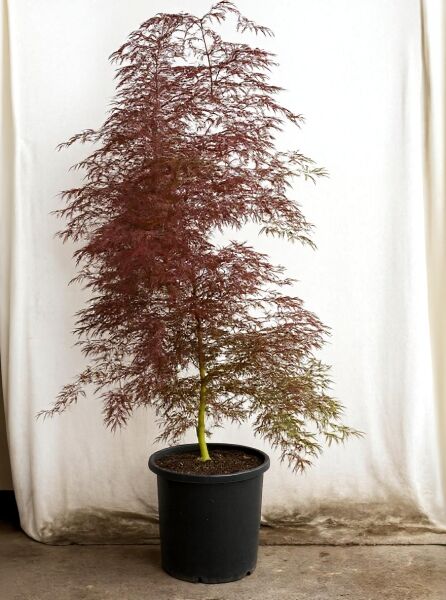 Japanischer Fächer-Ahorn Acer palmatum 'Orangeola', 100-125 cm, im Container C30 mit rötlichem, fein geschlitztem Laub
