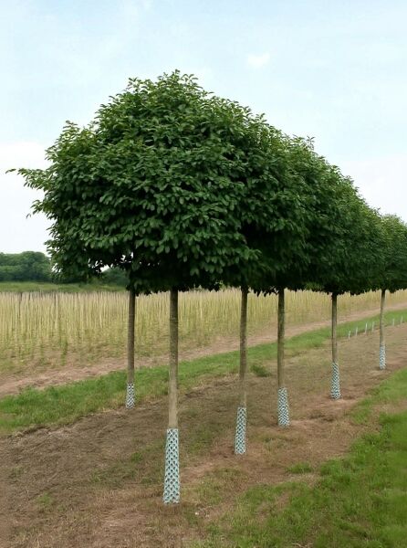 Kugel-Steppen-Kirsche 'Umbraculifera' (Prunus eminens 'Umbraculifera') als Hochstamm mit kugeliger Krone im Feldanbau