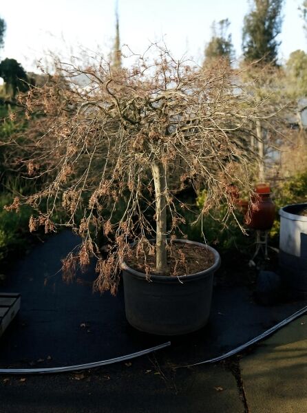 Dunkelroter Schlitz-Ahorn Acer palmatum 'Dissectum Garnet' als Hochstamm im Topf, 80 cm Stamm, C150, mit feinen Trieben