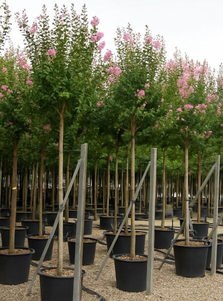 Lagerstroemia indica (Indische Lagerströmie/Kreppmyrte) Hochstamm im Container mit rosa Blüten, StU 14-16
